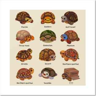 Box turtle Posters and Art